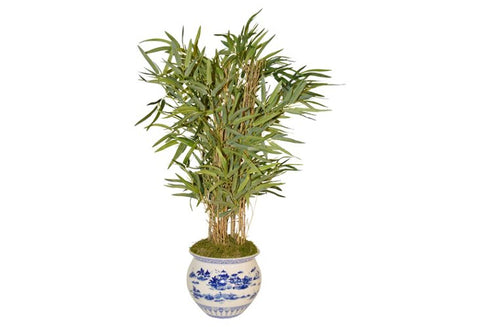 Bamboo Palm in Blue and White Container #51813