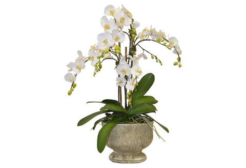 White Phalaenopsis Orchids in a Ceramic Urn #52120