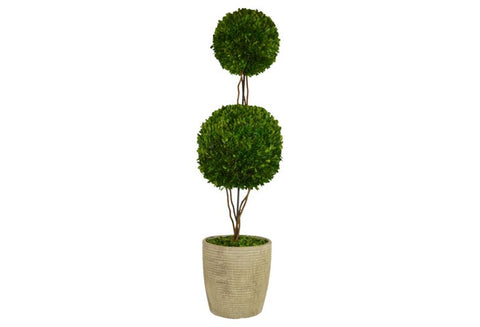 Preserved Double Boxwood Topiary #52223