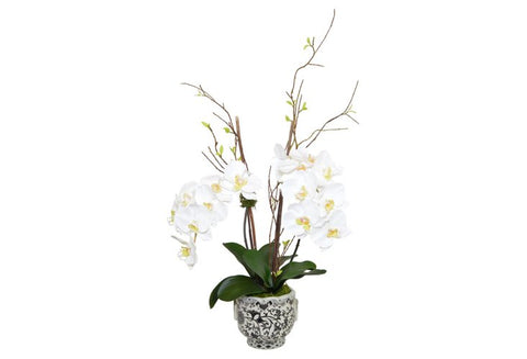 White Phal Orchids in a Porcelain Vase #52237