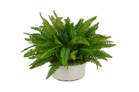 Green Fern in a White Ceramic Cylinder Container #52514
