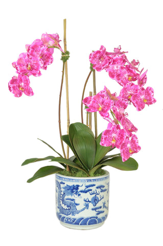 Fuschia Phal Orchids in Large Blue and White Cylinder Container #52573