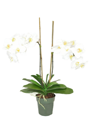 White Phal Orchids in pot #52738