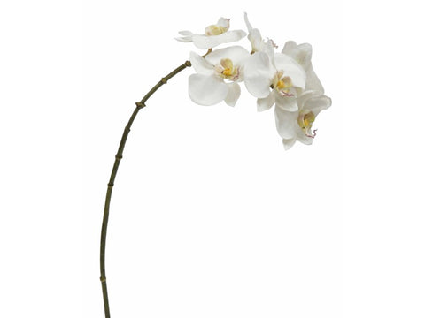 White Phalaenopsis Orchid Stem #19312000