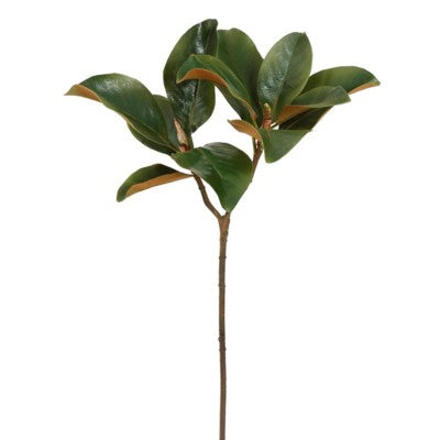 Small Magnolia Leaf Branch #19507700