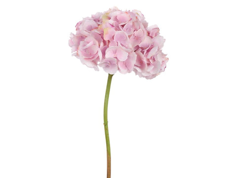 Pink Short Hydrangea Stem #19514900