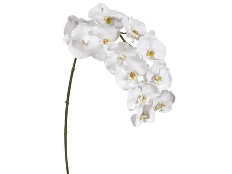12 Blossom White Phalaenopsis Orchid #195160WW00 Minimum order of 6
