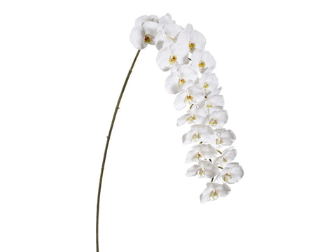20" Blossom White Phalaenopsis Orchid #19516300 Minimum order of 6