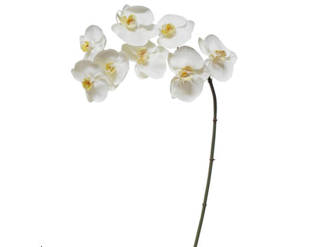 8 Blossom White Phalaenopsis Orchid #195271WW00 Minimum order of 6