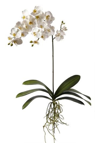 Phalaenopsis Orchid Plant #19530600 Minimum order of 6