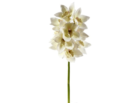 Small White Cymbidium Orchid Stem #19530800