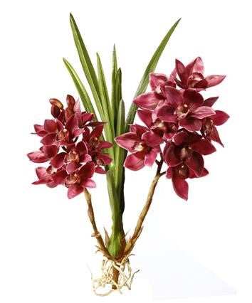 Fuchsia Cymbidium Orchid Plant #195310FU00 Minimum order of 2