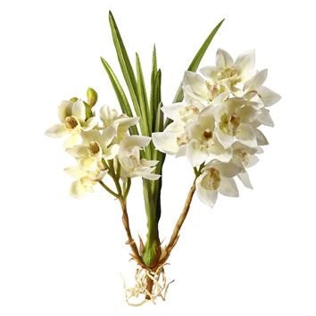 White Cymbidium Orchid Plant #195310WH00