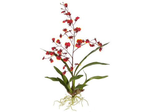 Small Red Dancing Oncidium Orchid Plant #195316BU00
