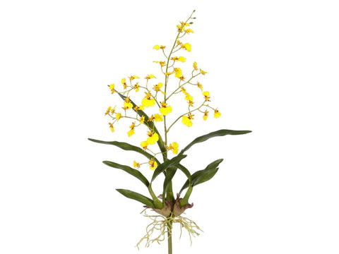 Small Yellow Dancing Oncidium Orchid Plant #195316YL00