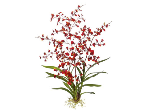 Large Red Dancing Oncidium Orchid Plant #195318BU00 Minimum order of 2