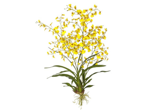 Large Yellow Dancing Oncidium Orchid Plant #195318YL00 Minimum order of 2
