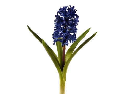 Blue Hyacinth Plant #195650BL00 Minimum order of 6