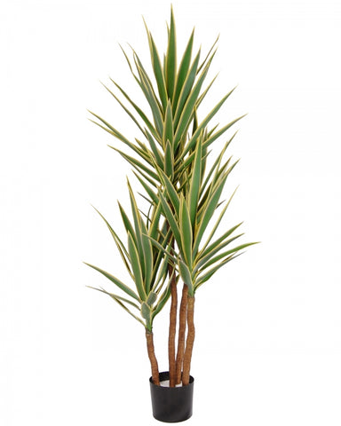 Yucca Trees in Pot #1G2203GNWH00