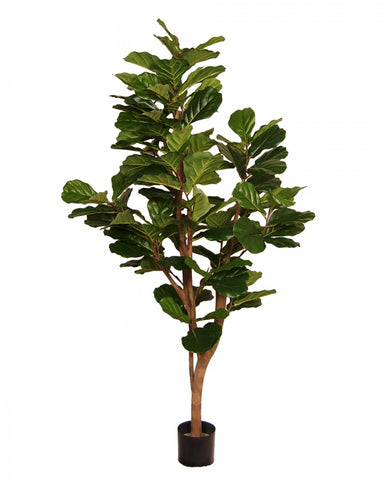 Fiddle Leaf Fig Tree #1G90016PTTGN00