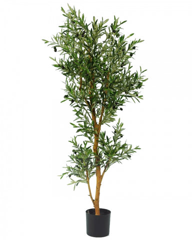 Italian Olive Tree #1G90105PGN00